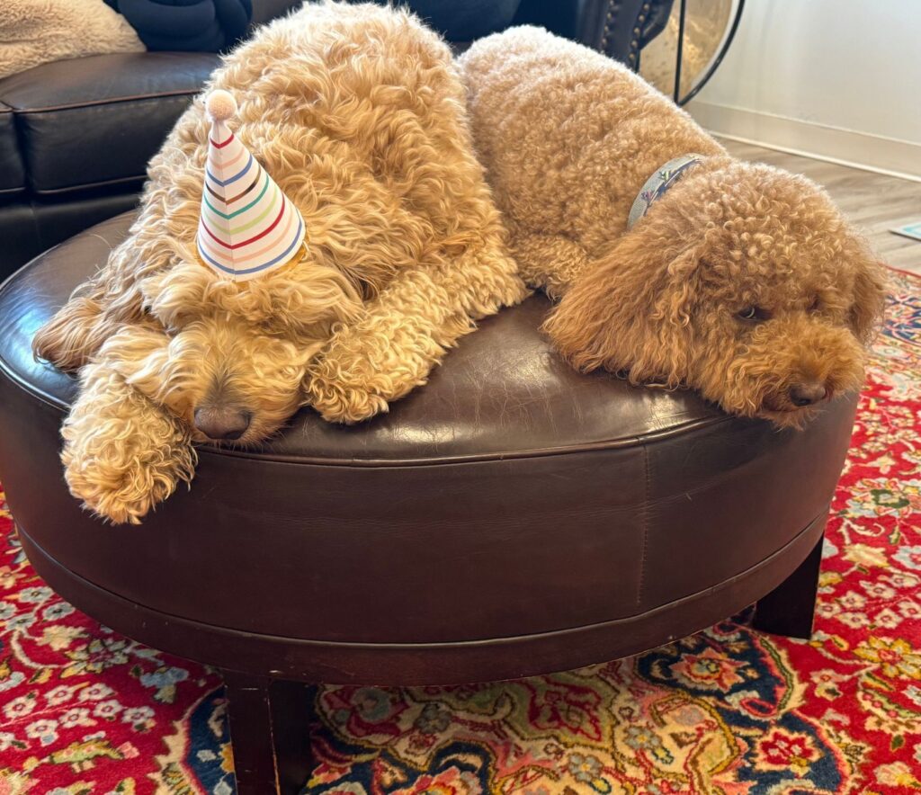 Thunder and Carson, TMS Greenwich therapy dogs, resting together