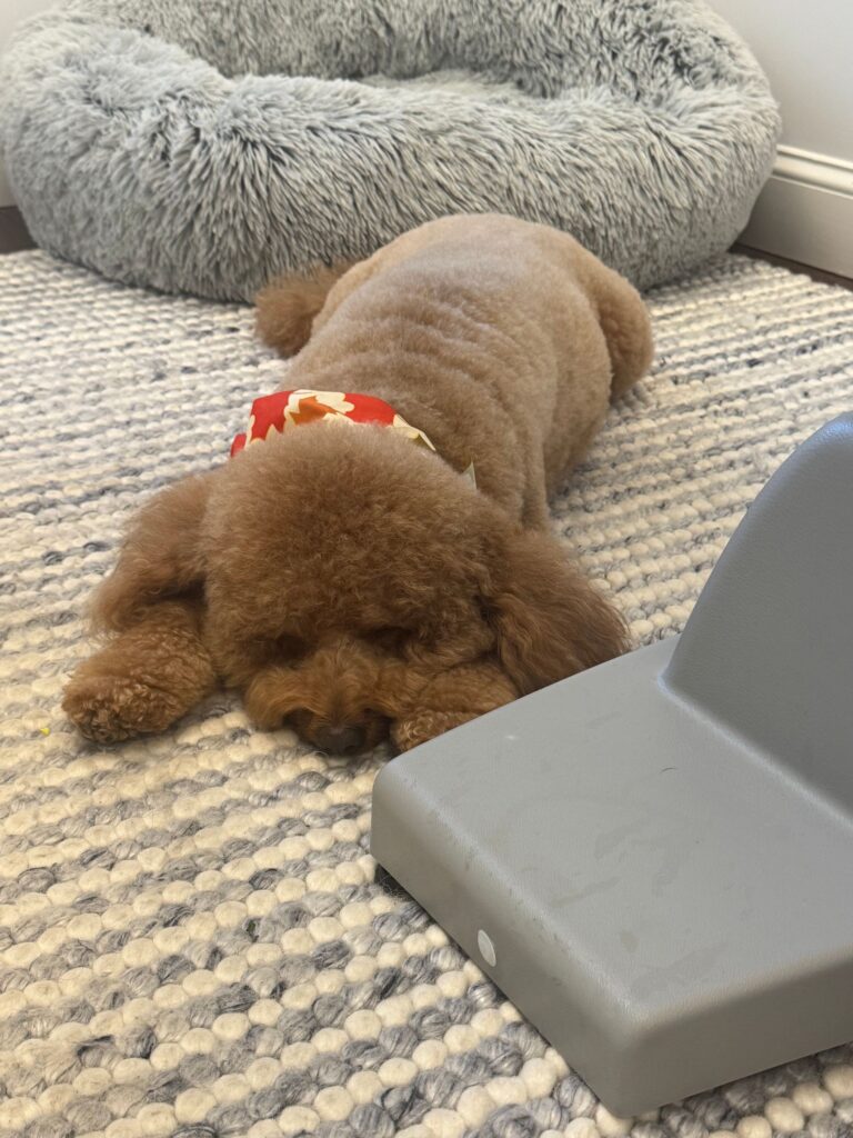 Therapy dog resting in the TMS Greenwich office