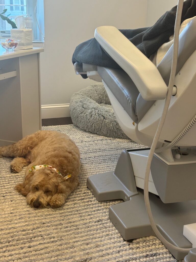 Therapy dog resting by the TMS treatment chair