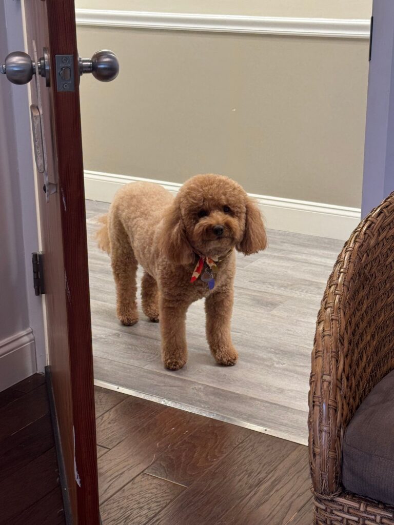 Therapy dog greeting visitors at the TMS Greenwich office
